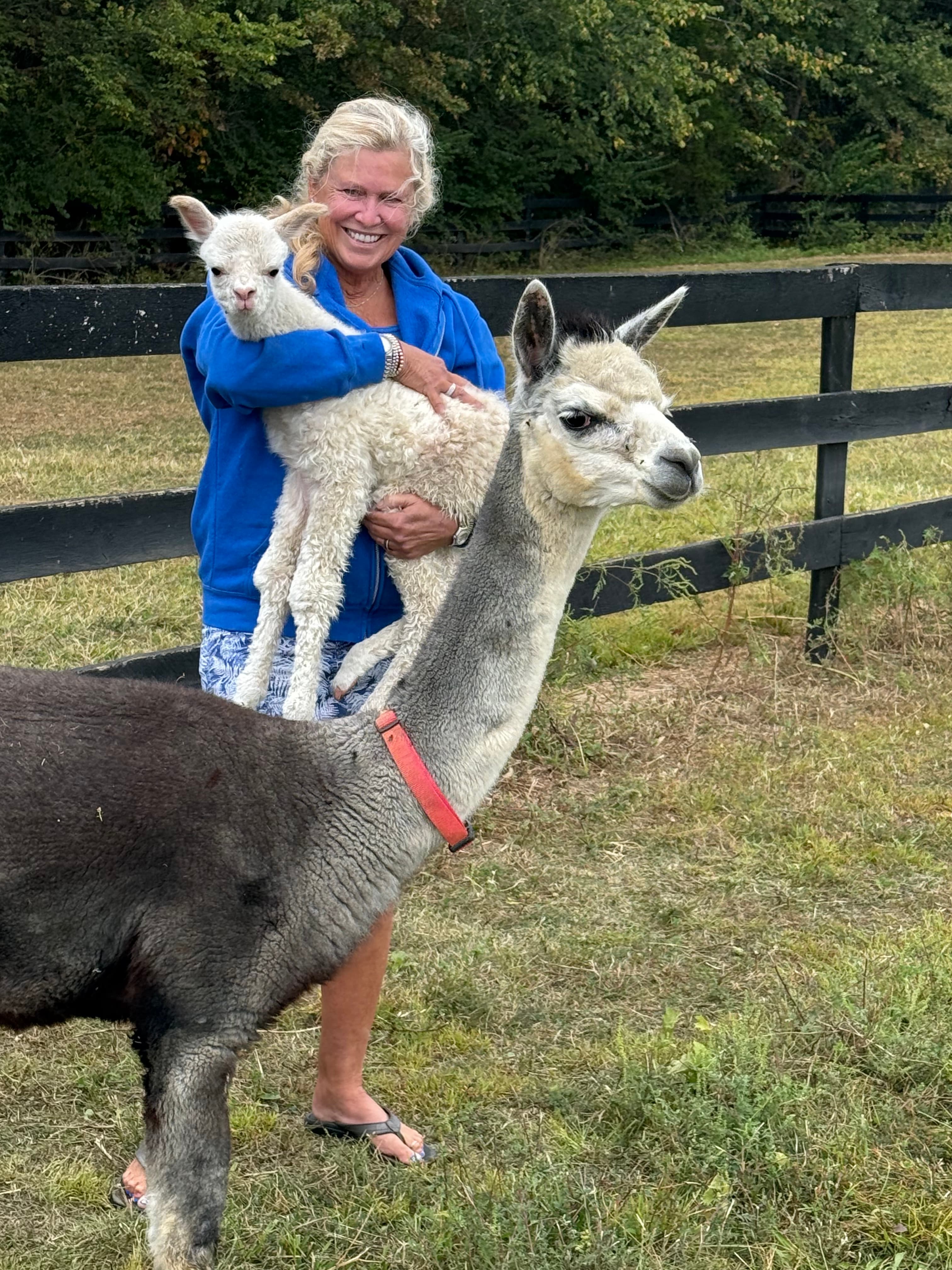 Duchess Aurora - True Black Huacaya Alpaca