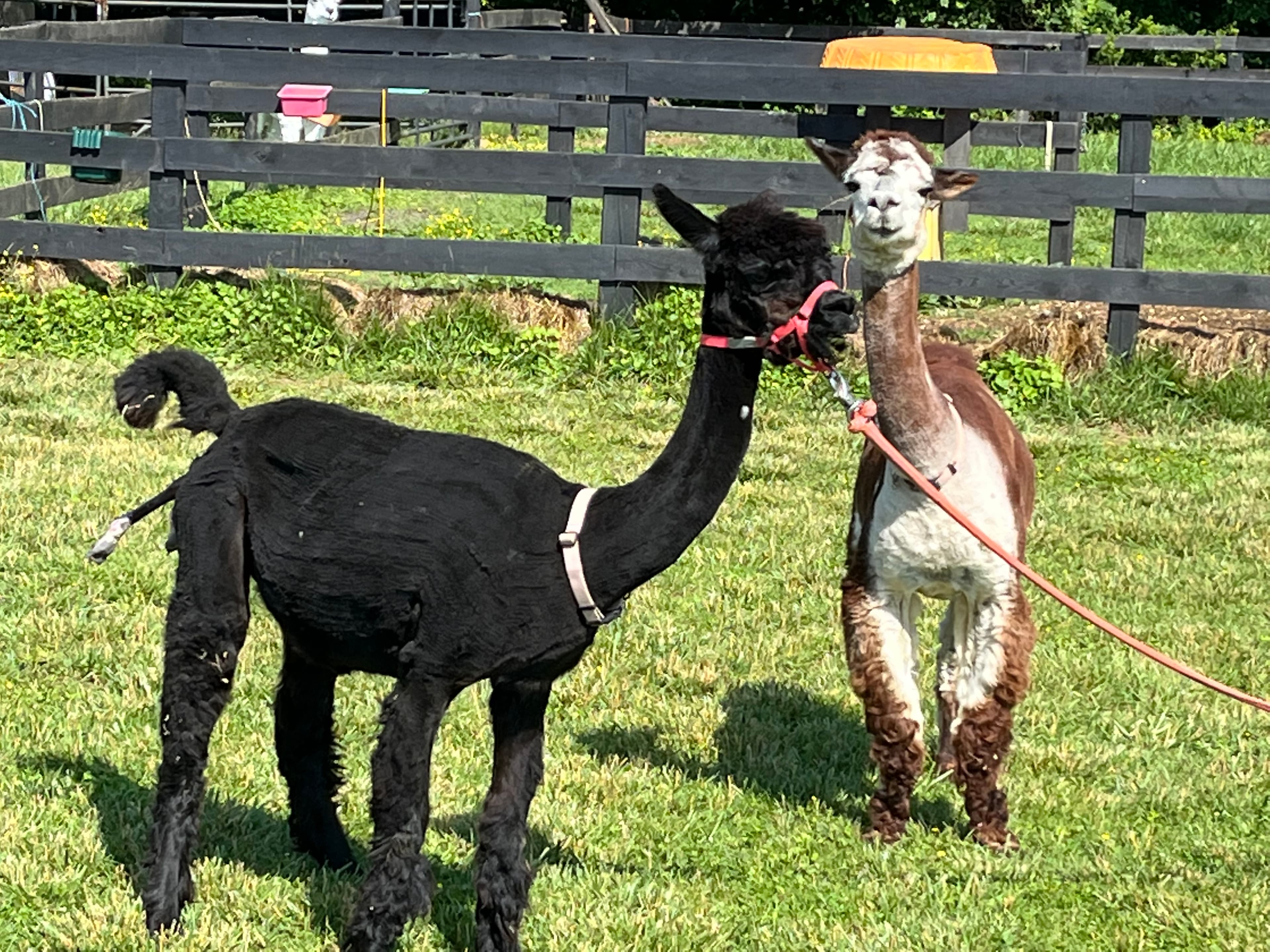 Pearl Magnolia - White Huacaya Alpaca