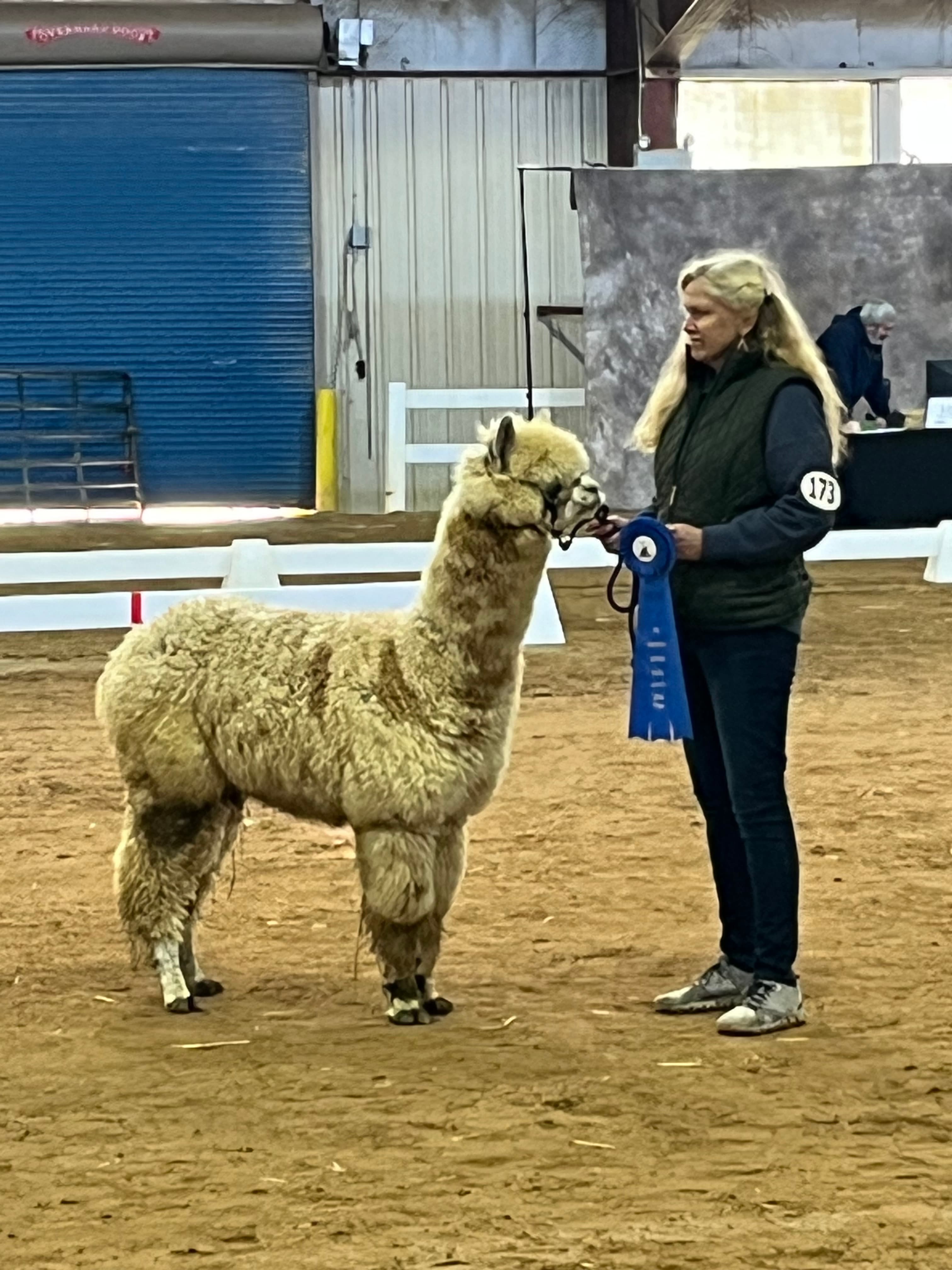 Copper Ridge - Dark Rose Grey Huacaya Alpaca