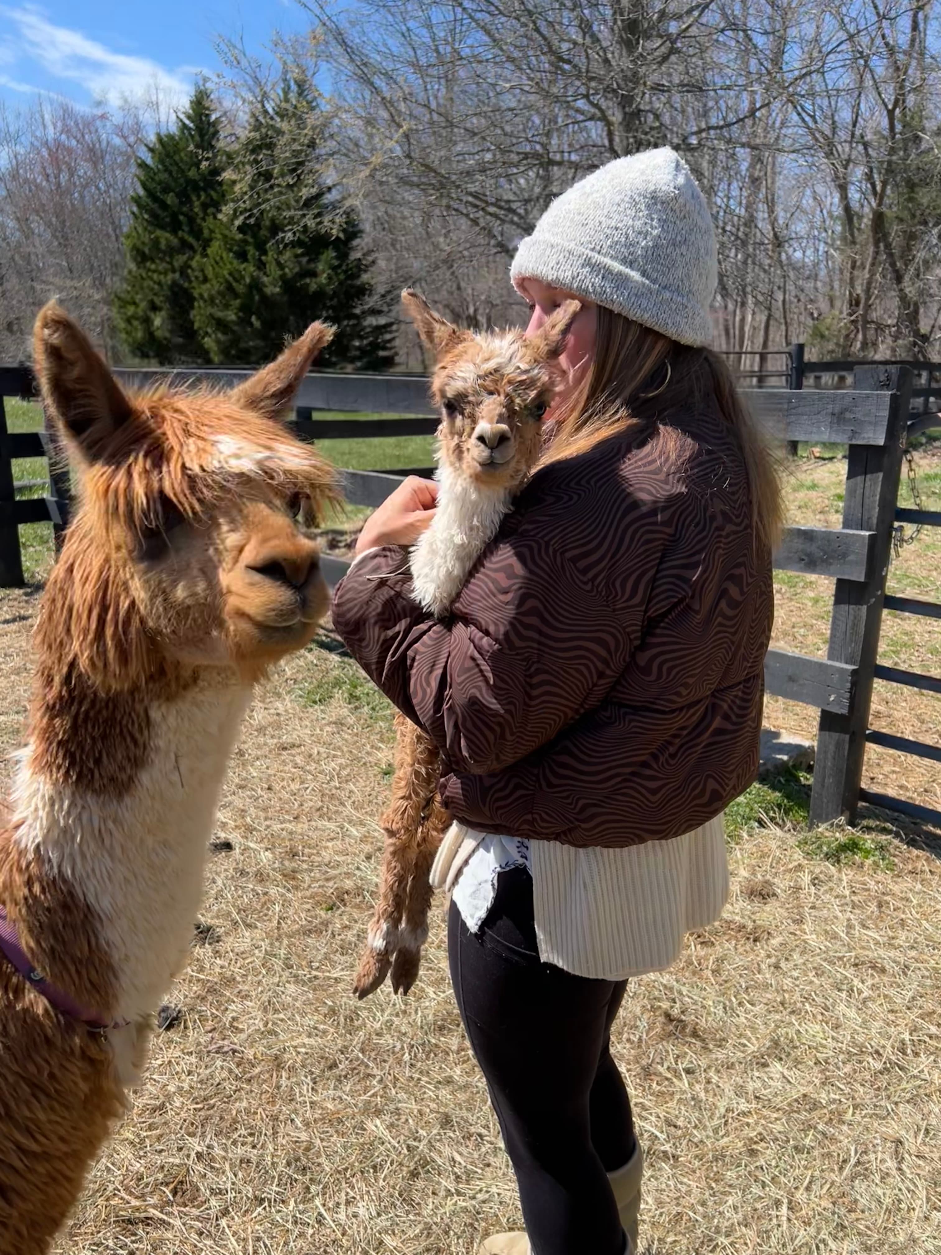 Ivy Clementine - Light Fawn Huacaya Alpaca