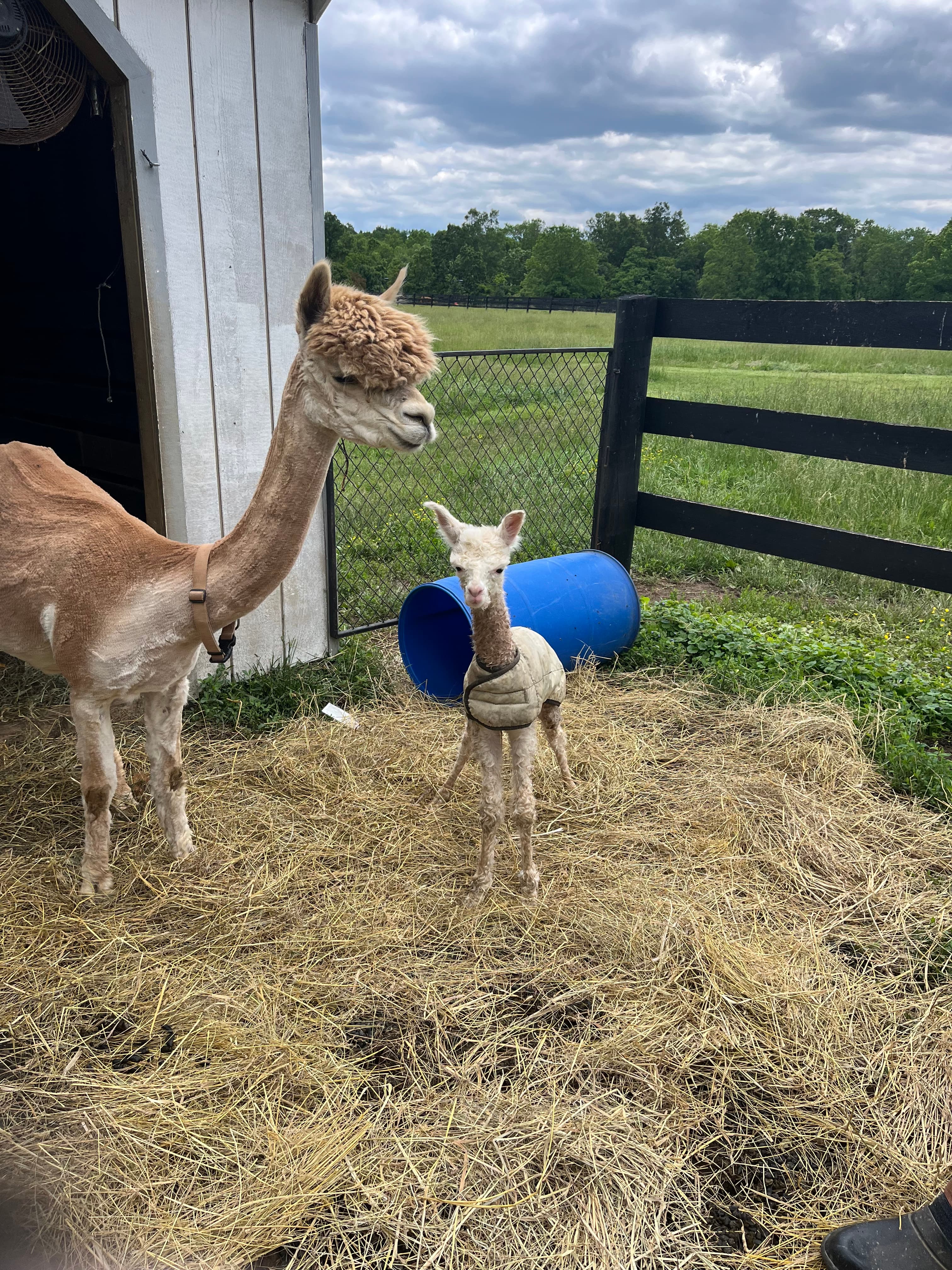Lord Buckingham - Bay Black Huacaya Alpaca