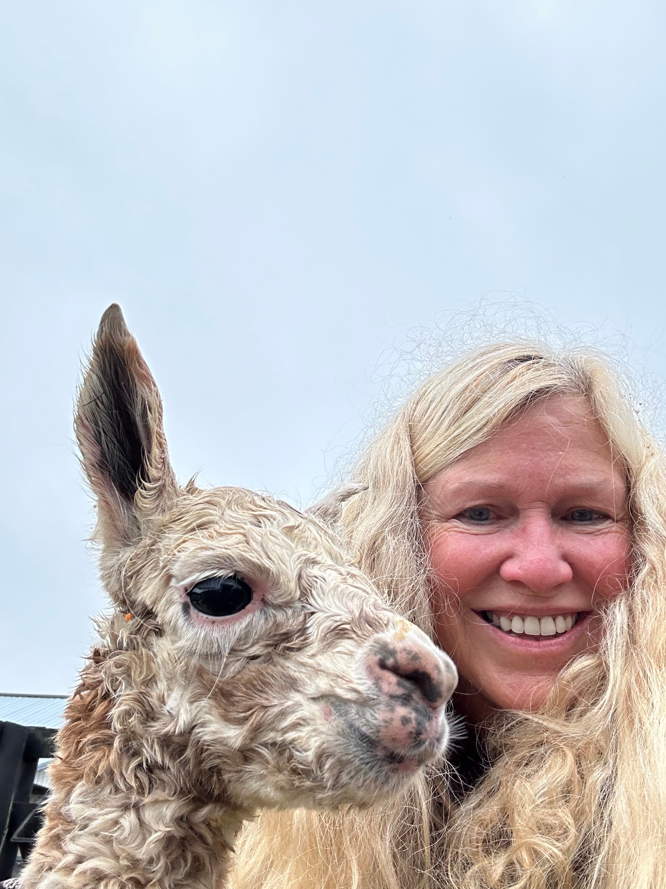 Hazel Honeydew - Light Brown Huacaya Alpaca