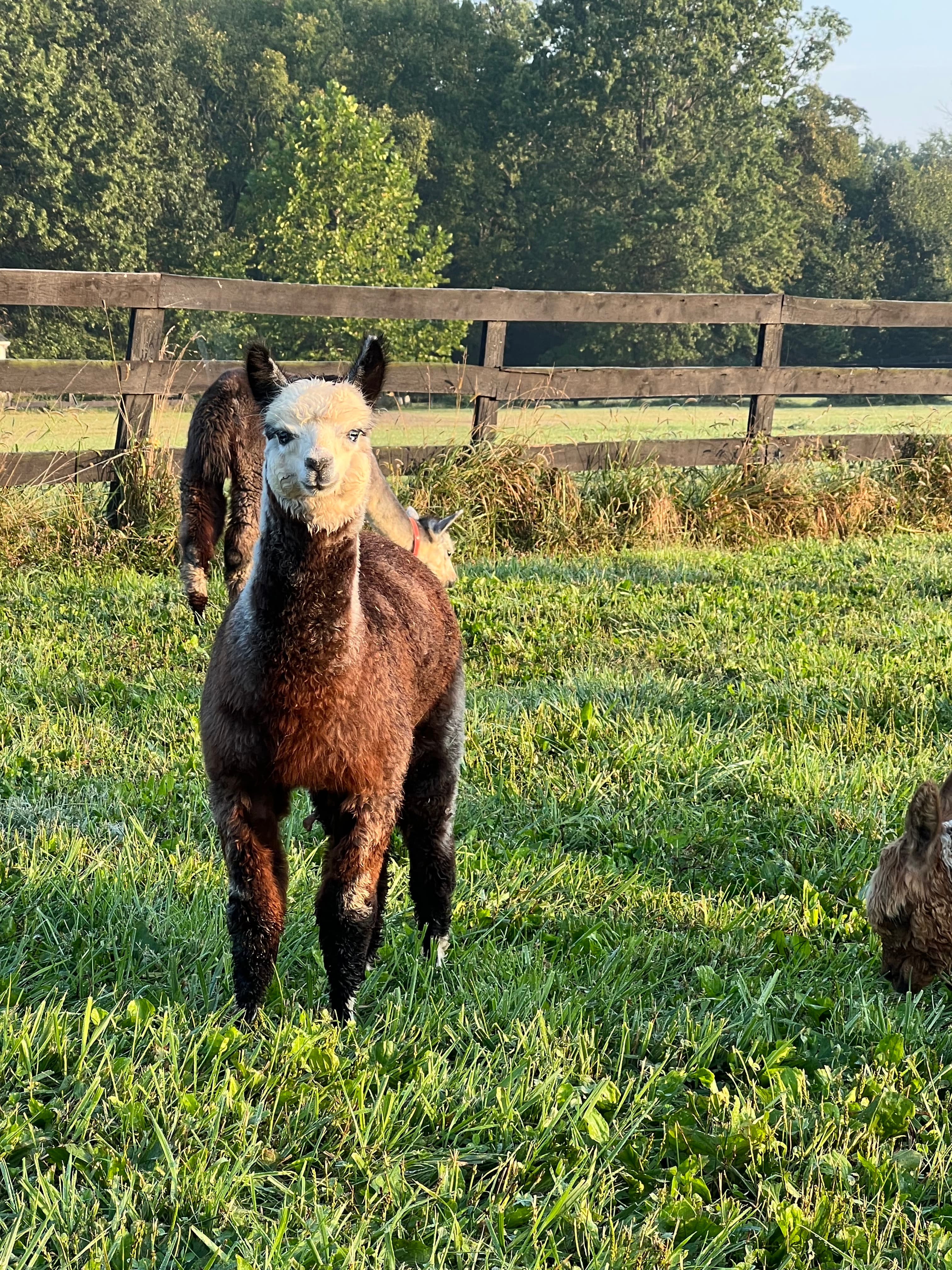 Midnight Vesper - True Black Huacaya Alpaca