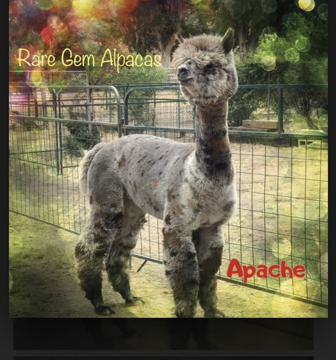 Apache — Harlequin Grey Appaloosa grandsire
