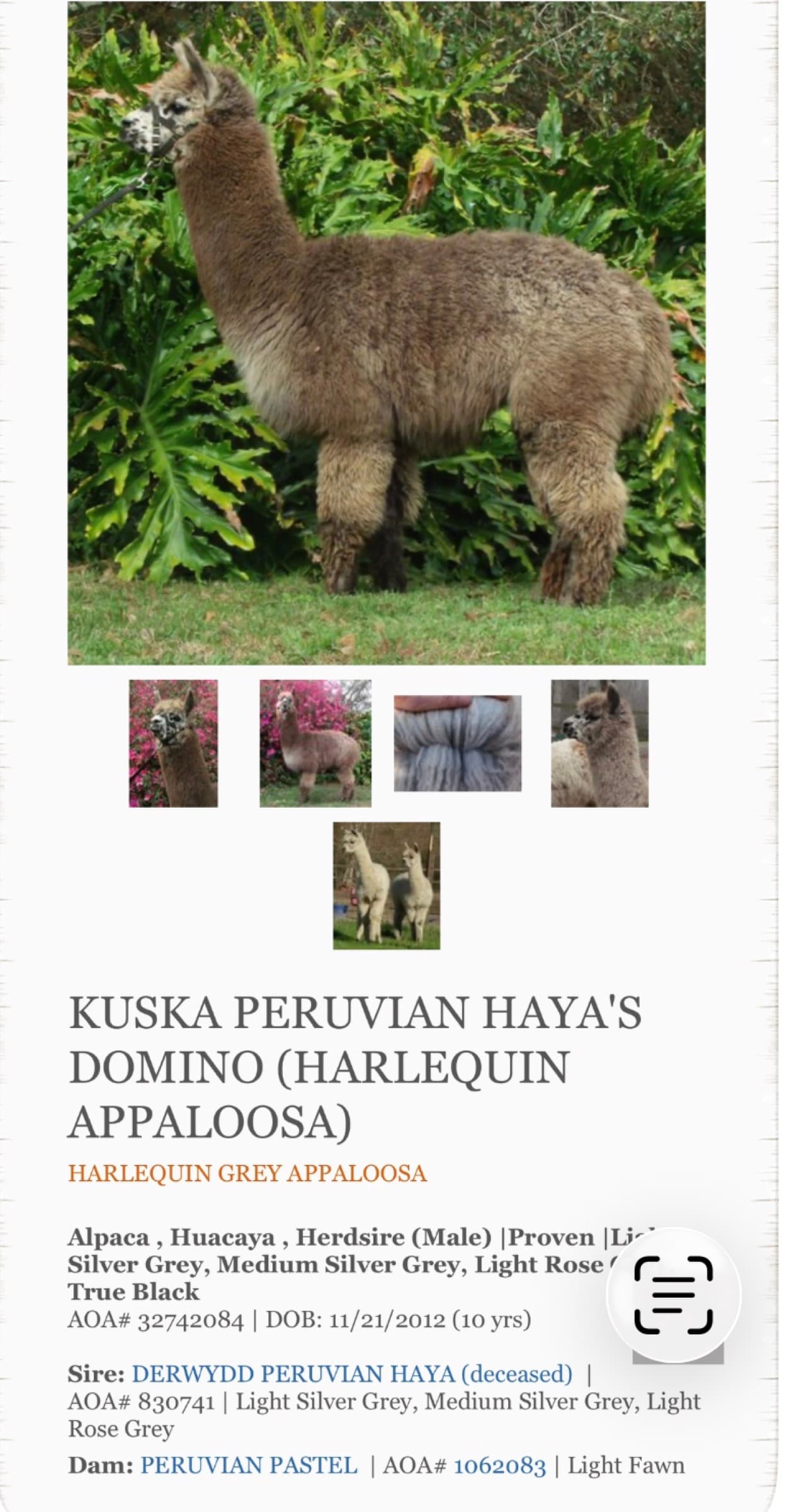 Bijou's sire — Kuska Peruvian Domino
