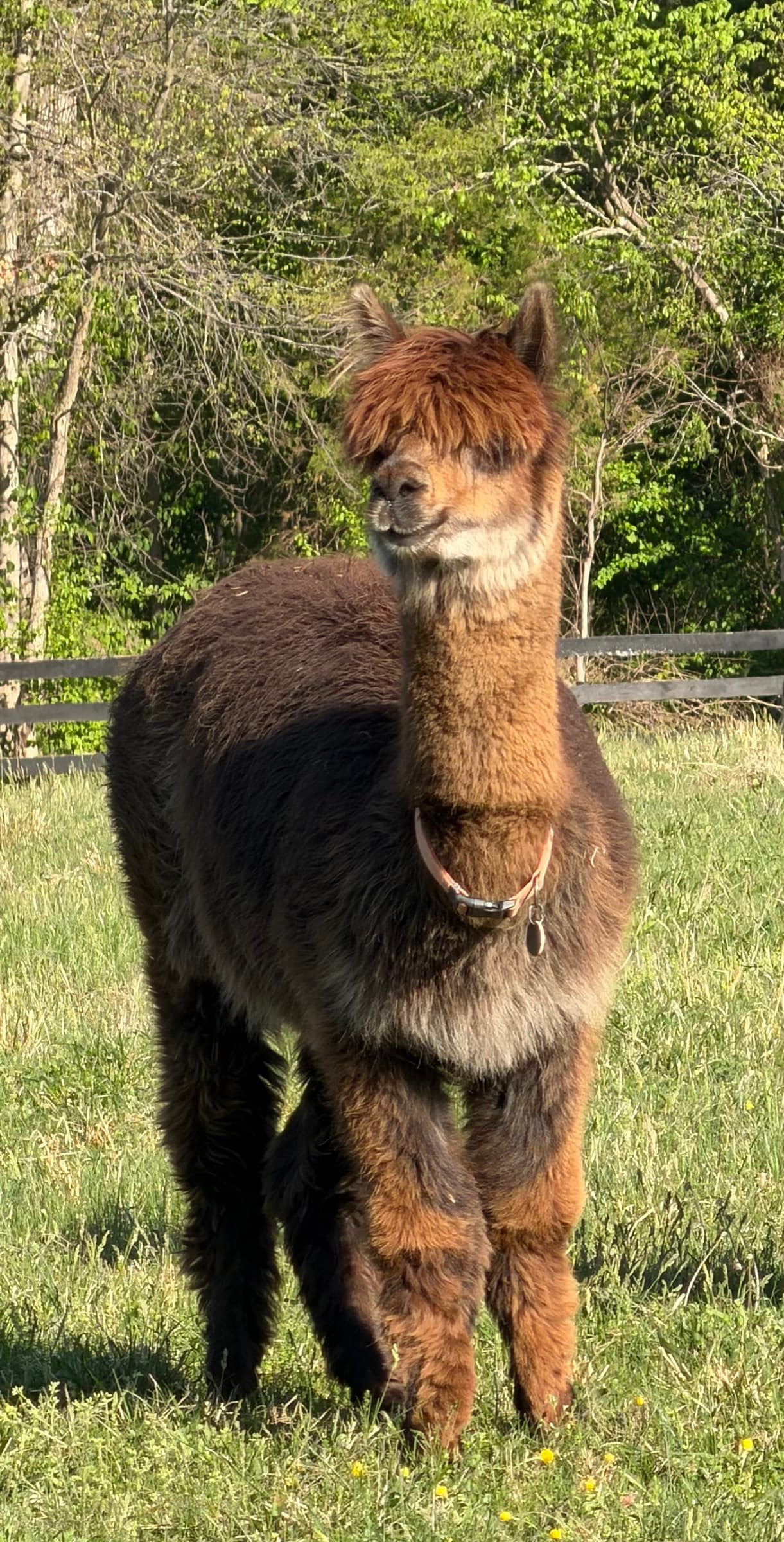 Cadbury (Vintage Cadbury) — Dark Rose Grey Huacaya female