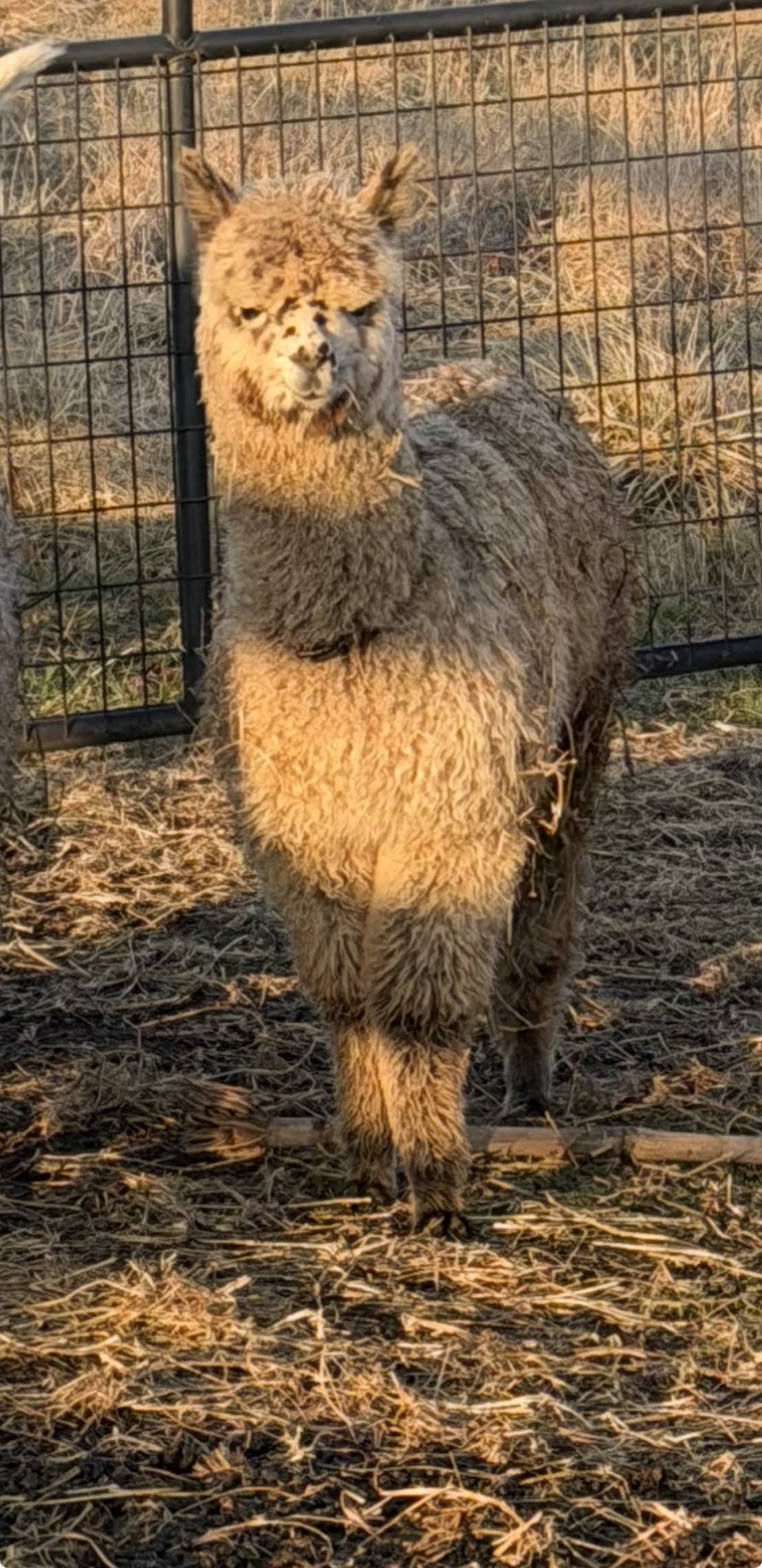 Frazer's Expresso Martini — Beige male cria out of Cadbury