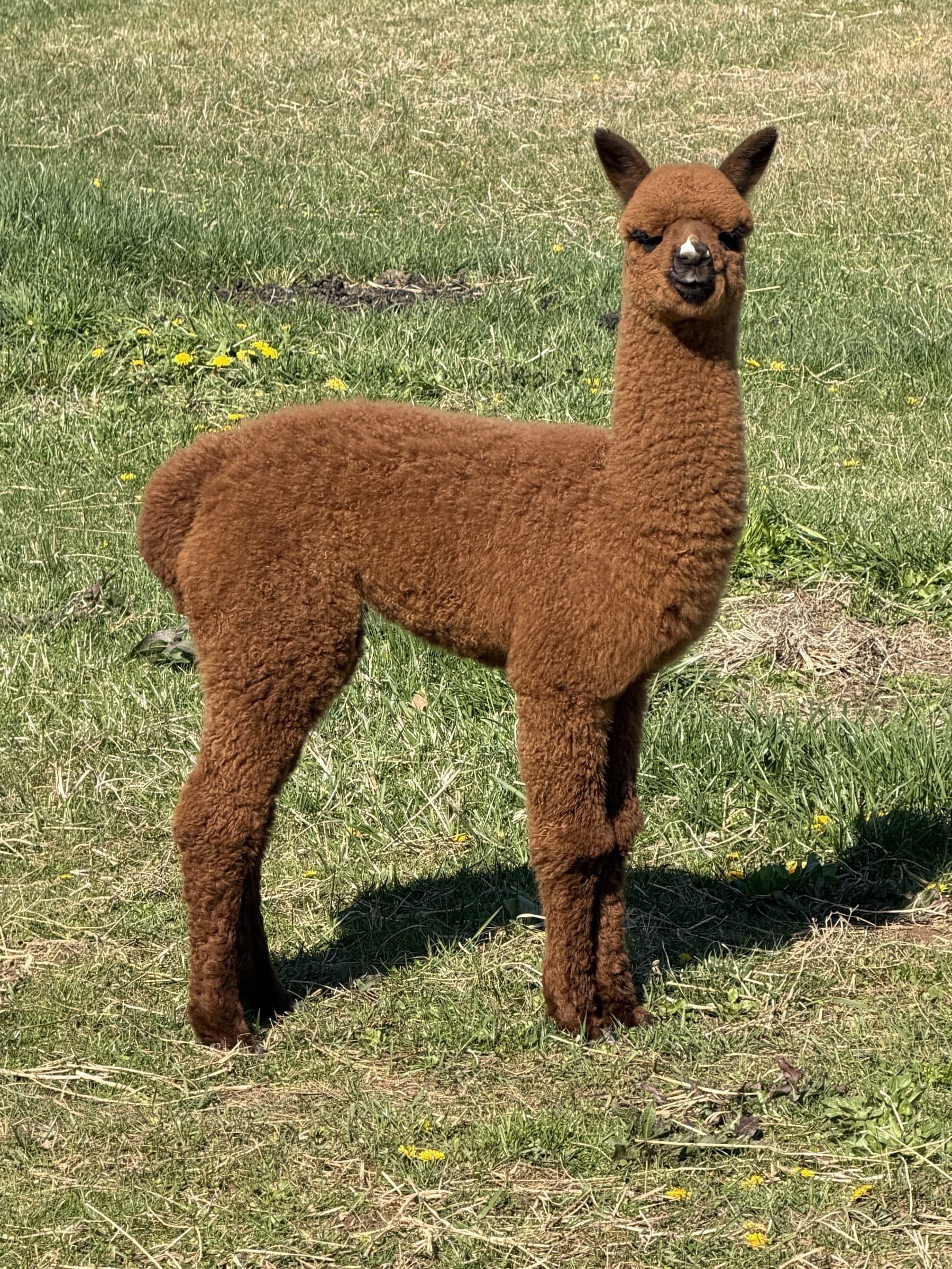 Fletch — Dark Brown Huacaya male