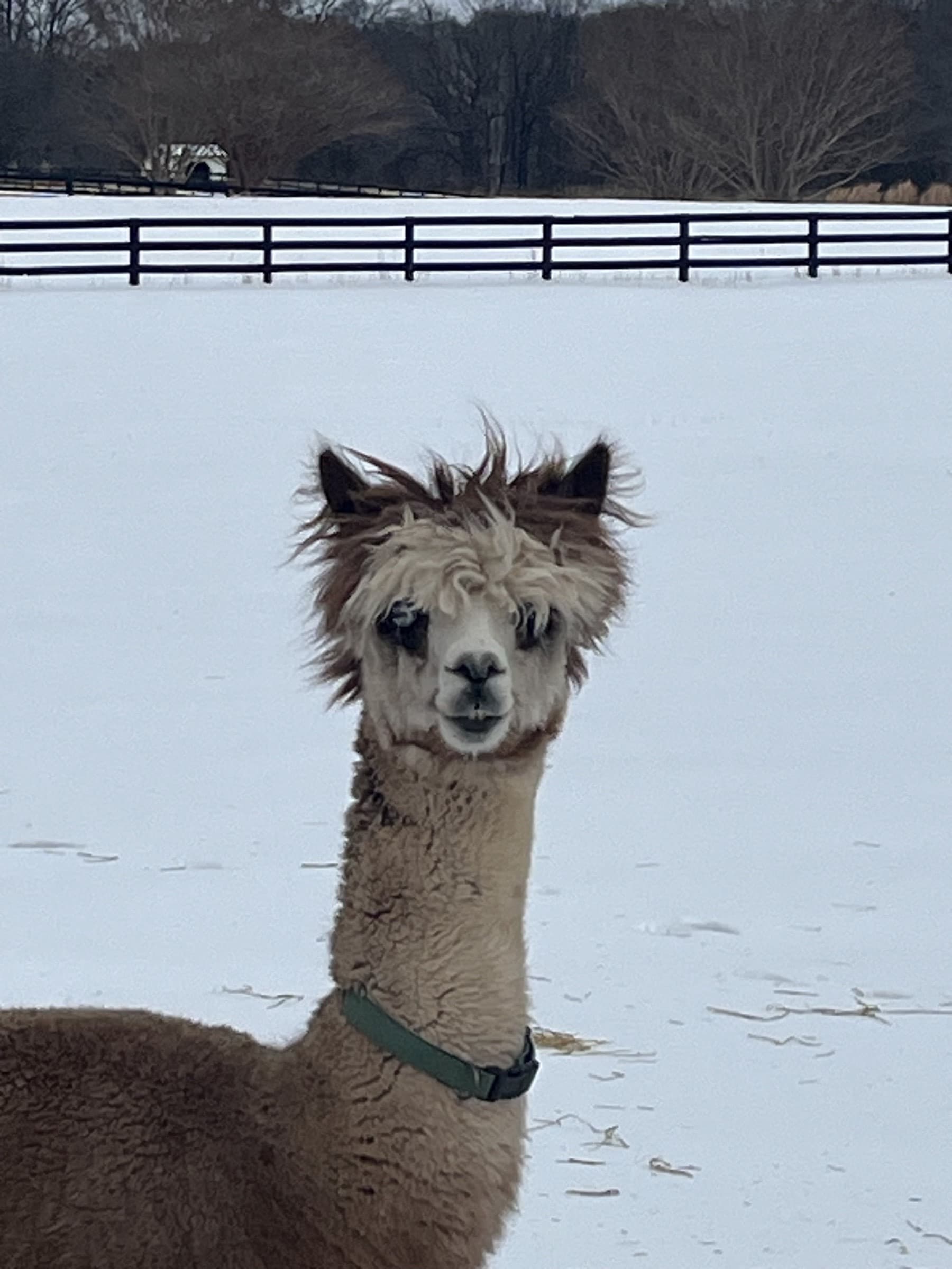 Gem (Court Jester's Royal Gemm) — Light Rose Grey Huacaya female