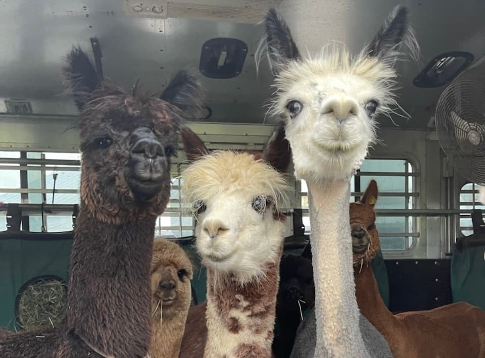 Alpacas at Frazer's Stable