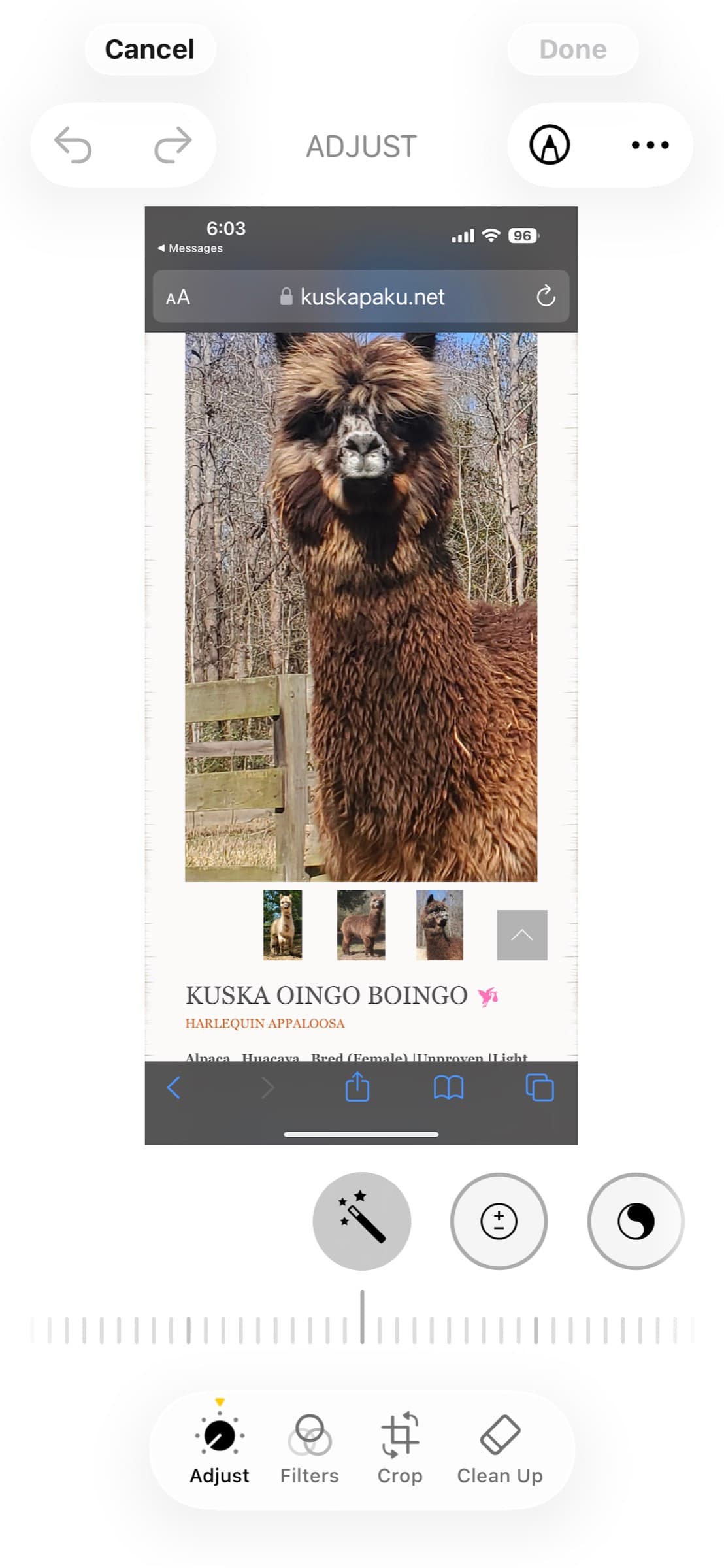 Oingo Boingo's openherd listing