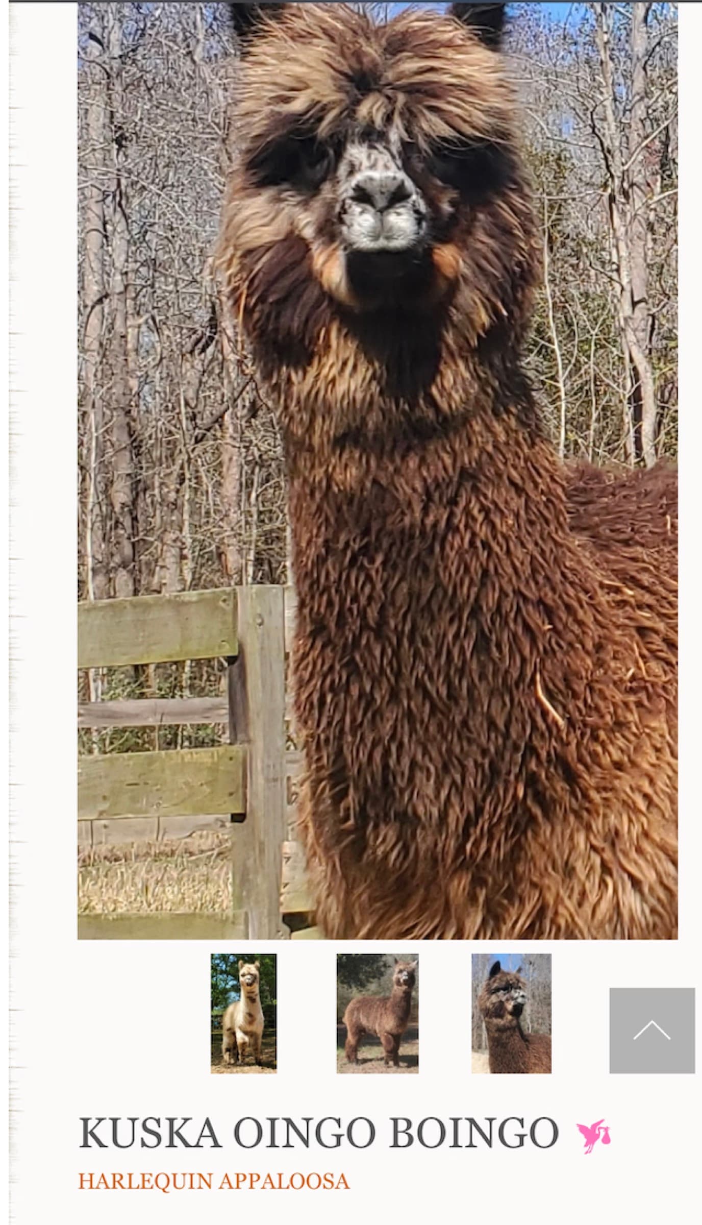Oingo Boingo's Kuska Paku Farm listing page