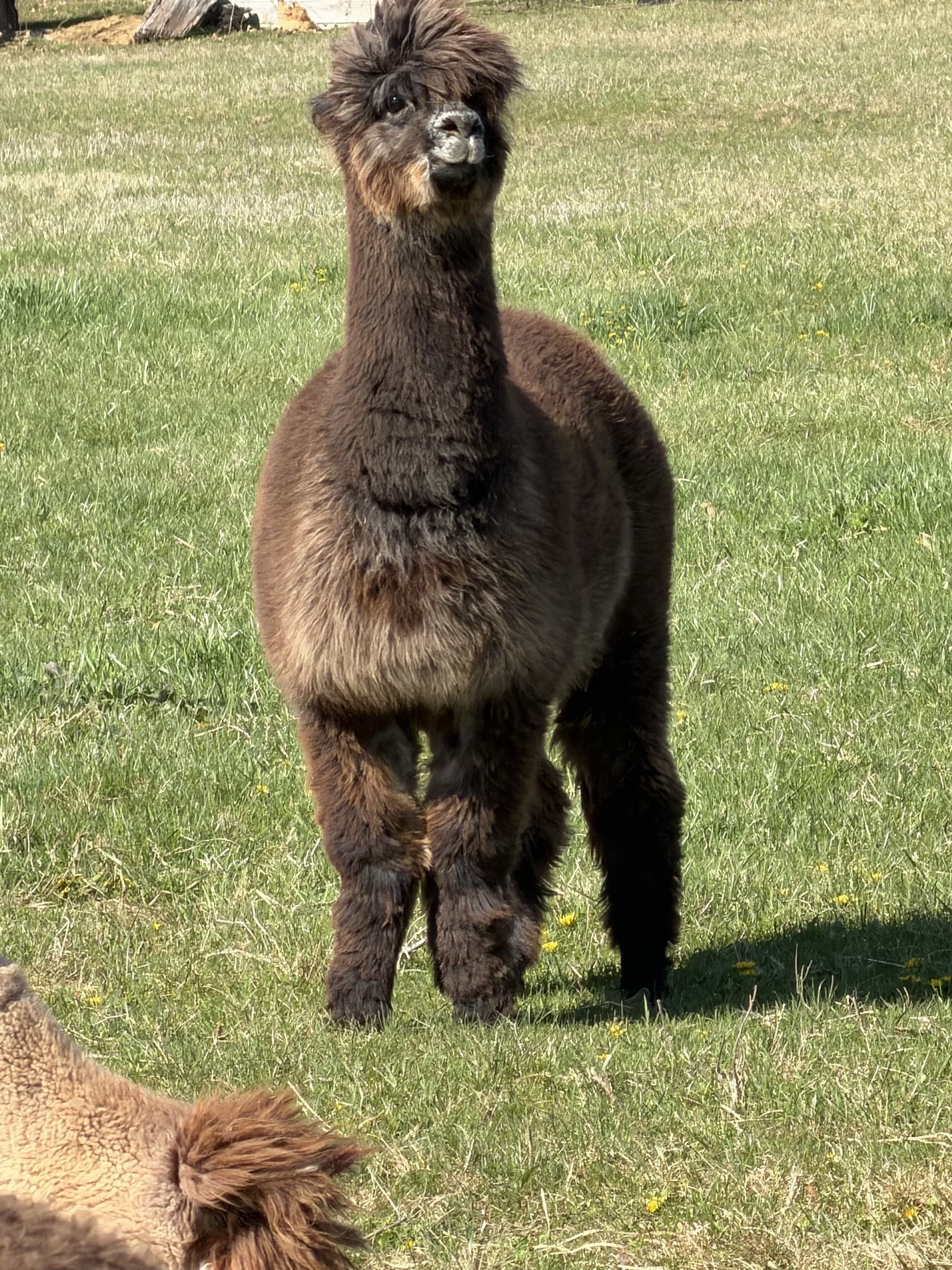 Oingo Boingo — Dark Silver Grey Huacaya female in pasture
