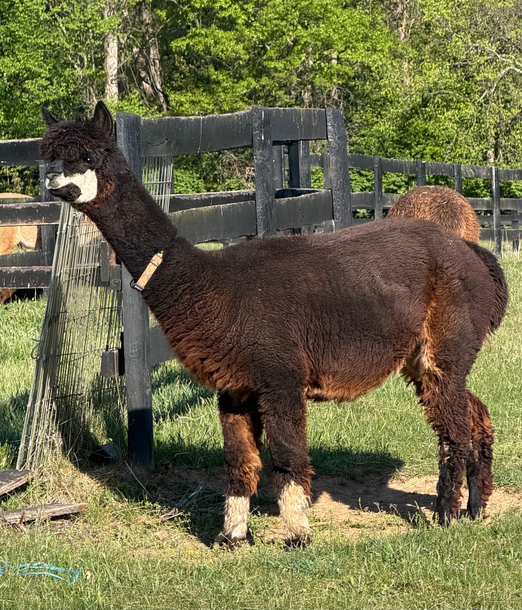 Samora — Dark Brown Huacaya female with white face mask