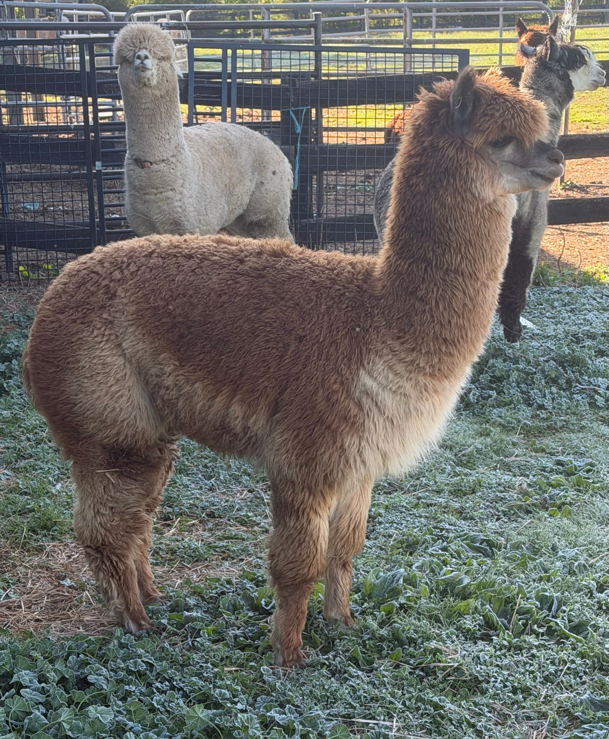 Scrappy (Frazer's Scrappy Fellow) — Medium Fawn Huacaya male