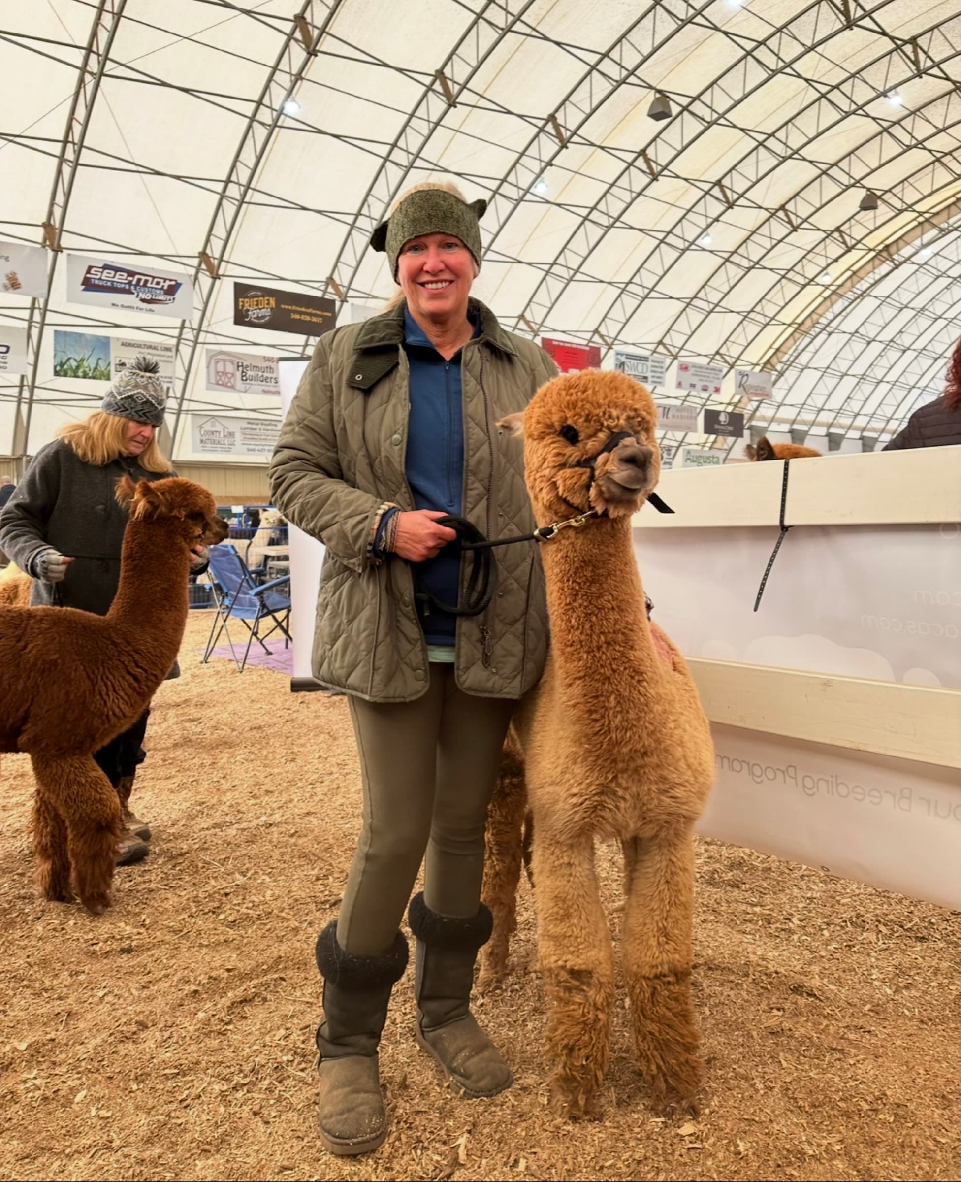 Sire Calvin — Dark Fawn Huacaya herdsire