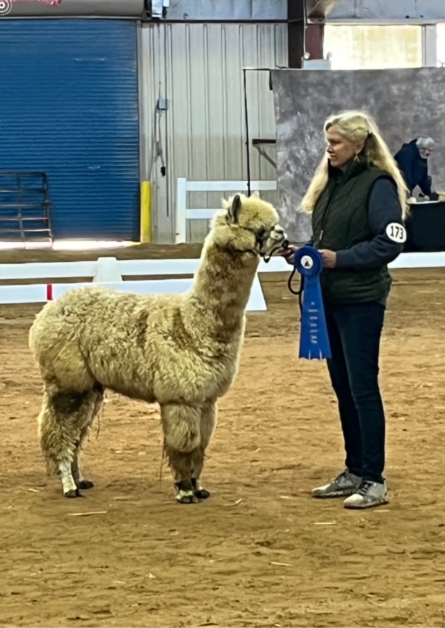 Sire Max (MAXquerade of DVAF) — White Huacaya herdsire with blue ribbon