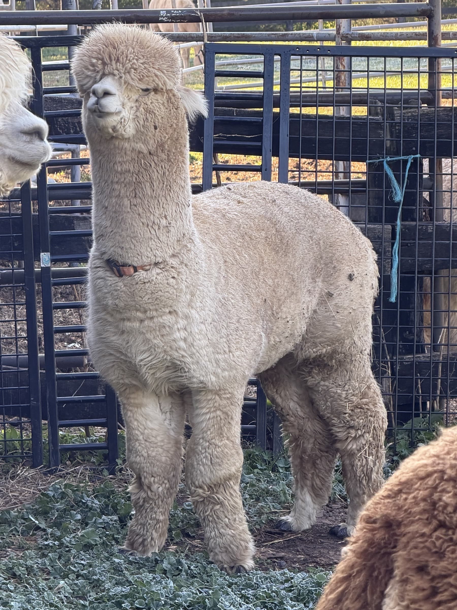 Will (Rare Gem Will Whimsey) — Light Fawn Huacaya male