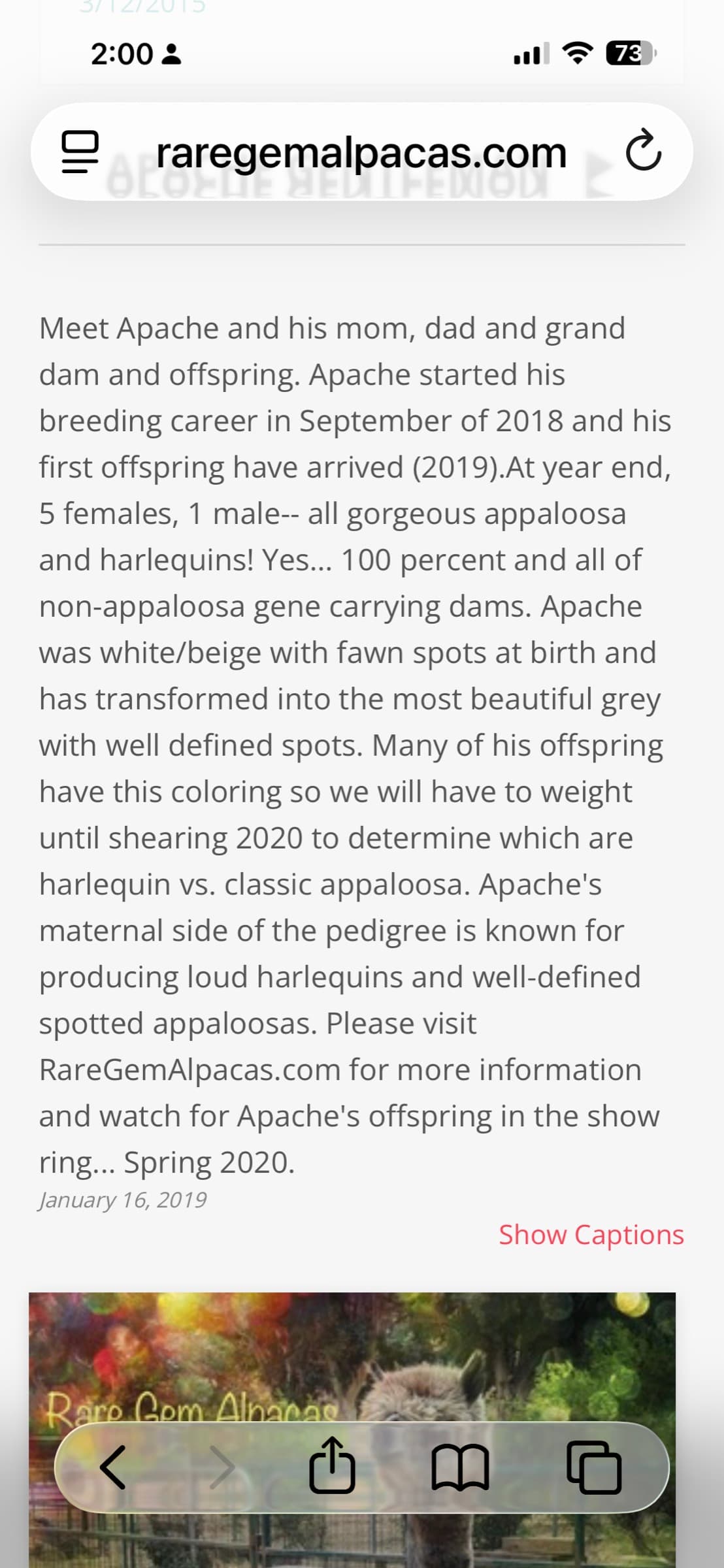 Information about Apache and Rare Gem bloodline