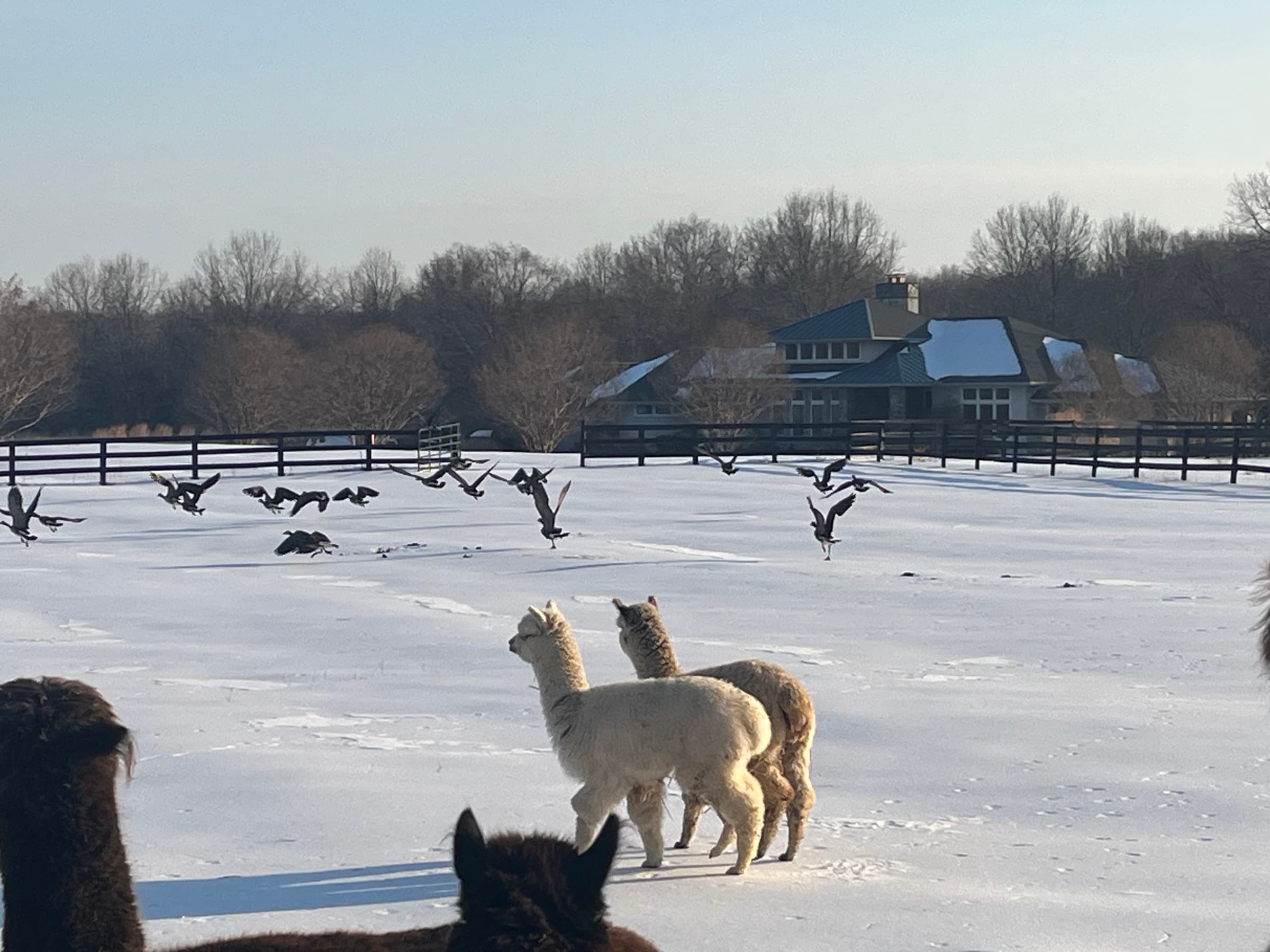 Frazer's Alpacas — winter morning at the farm in Haymarket, Virginia, with geese flying over the pasture
